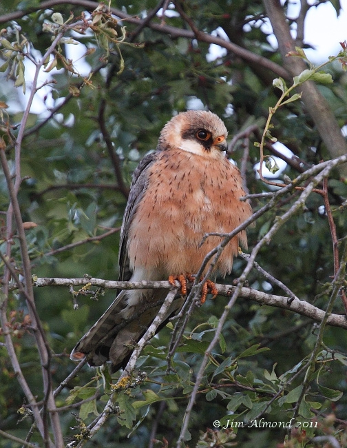 Red footed Falcon in tree  Ledbury 8 6 11  IMG_1709